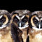Tropical-screech-owls