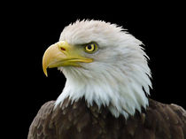 American Bald Eagle von John Biggadike