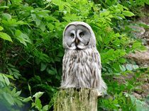 Great Grey Owl (Strix Nebulosa Lapponica) by John Biggadike