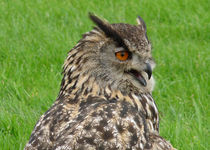 Eagle Owl von John Biggadike