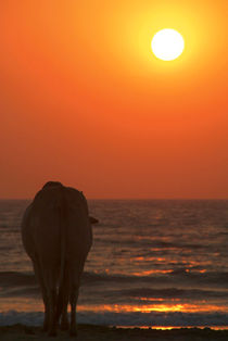 'Cow Watching the Sunset Arambol' von serenityphotography