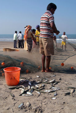 Fishermen-sorting-the-catch-arambol