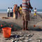 Fishermen-sorting-the-catch-arambol