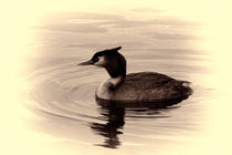 Great Crested Grebe by deanmessengerphotography