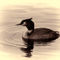 Great-crested-grebe-pink