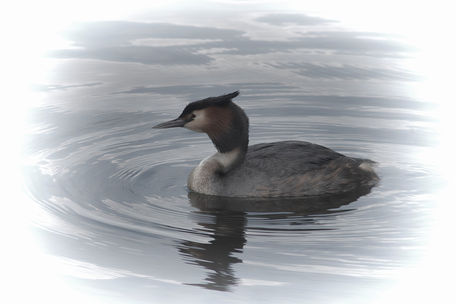 Great-crested-grebe