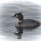 Great-crested-grebe