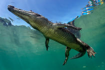 Saltwater Crocodile underwater by Norbert Probst