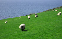 Flock of Irish Sheep von Azzurra Di Pietro