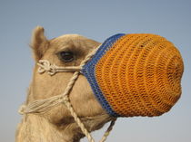 Camel by Azzurra Di Pietro