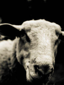 Close-up of a sheep  by Lars Hallstrom