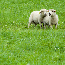 Two lambs on pasture by Lars Hallstrom