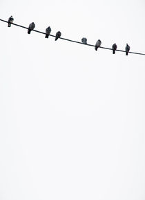 Birds on a wire by Lars Hallstrom