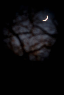 Crescent Moon seen through tree branches by Lars Hallstrom