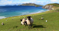 View of the Blasket Islands by Barbara Walsh