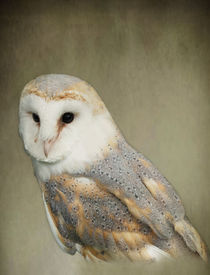Barn Owl von Jacqi Elmslie