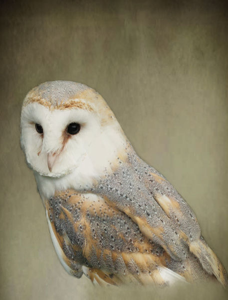 Barn-owl-2