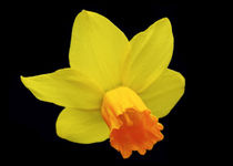 Daffodil or Narcissus von John Biggadike