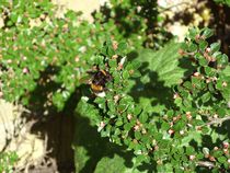 Bumble Bee on Cotoneaster  by Sarah Osterman
