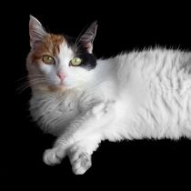 Calico Cat on Black  by Sarah Osterman