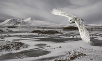 Owl in flight by Sam Smith