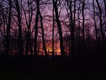 Sunrise Through the Trees  by Sarah Osterman