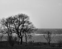 Coastal Trees in Monochrome  by Sarah Osterman