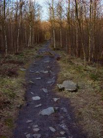 Path through the forest  von Sarah Osterman