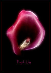 Purple lily von Sam Smith