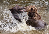 Fighting bears by Sam Smith