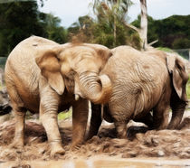 Elephants von Sam Smith