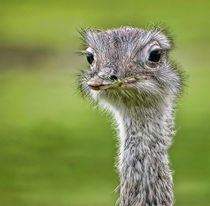 Ostrich by Sam Smith