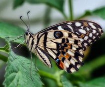 Butterfly von Sam Smith