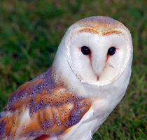 Owl by Sam Smith
