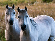Two white horses von Sam Smith