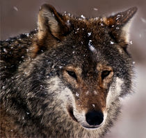 Wolf by Sam Smith