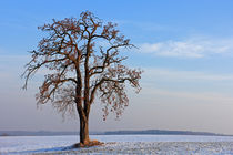 Baum im Winter by Wolfgang Dufner