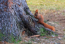 Eichhörnchen by Wolfgang Dufner