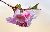Japanische Kirschbaumblüte von Wolfgang Dufner