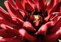 Red Blossom by Martin Krämer
