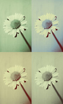 Four Daisies. by rosanna zavanaiu