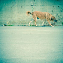 Walking dog by Lars Hallstrom