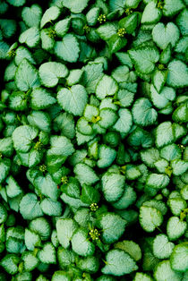 Green leaves by Lars Hallstrom