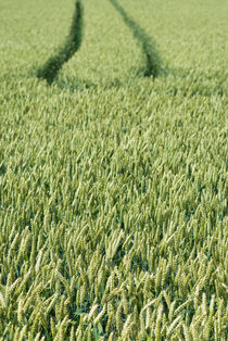 Wheat field by Lars Hallstrom