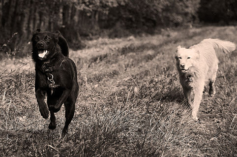 Running-dogs