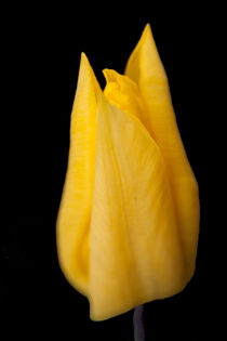 Yellow Tulip von John Biggadike