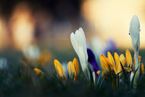 Springtime colours by Jing Zhou