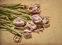 Old tulips II von Dave Milnes