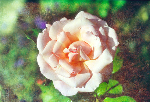 Old-rose1