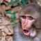 Young-rhesus-macaque-with-food-in-cheeks-25
